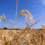 Prezzi del riso al minimo globale: l'India allenta le restrizioni e la raccolta 2025 raggiunge record