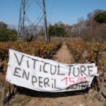 Crisi del vino in Aude: cooperazioni e margini di profitto di 0,29 %
