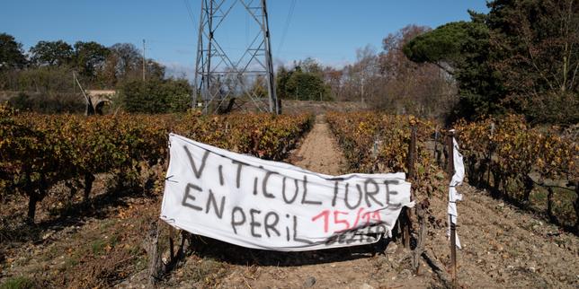 Crisi del vino in Aude: cooperazioni e margini di profitto di 0,29 %