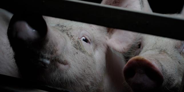 L214 denuncia condizioni inadeguate nei maiali delle Côtes‑d’Armor: Carrefour sospende le forniture