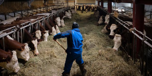Ministra dell'Agricoltura visita il Sud-Ovest per affrontare la dermatose nodulare contagiosa: vaccinazione come soluzione contro l'abattimento del bestiame