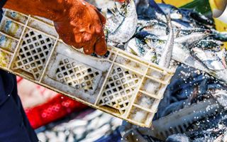 Prezzi del pesce in salita: Federconsumatori avverte i consumatori per le festività natalizie