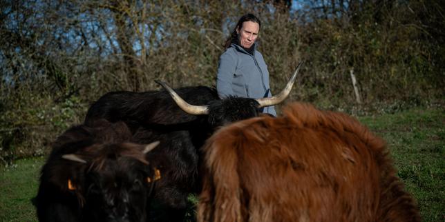 Nell'Ain, un'allevatrice ammette di aver infranto le regole contro la dermatose nodulare: “Il vivo non si adatta agli atti prefettizi”