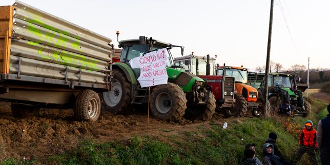 Dermatose nodulare contagiosa: la coordinazione rurale intensifica vaccinazione e abattimento del bestiame