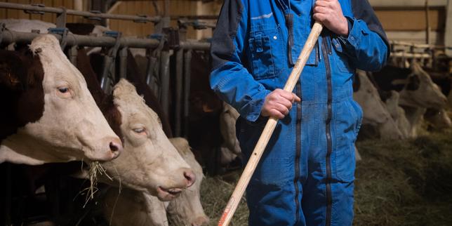 Dermatose nodulare contagiosa in Haute‑Savoyenne: allevatori ricostruiscono il bestiame dopo l’abattimento delle vacche