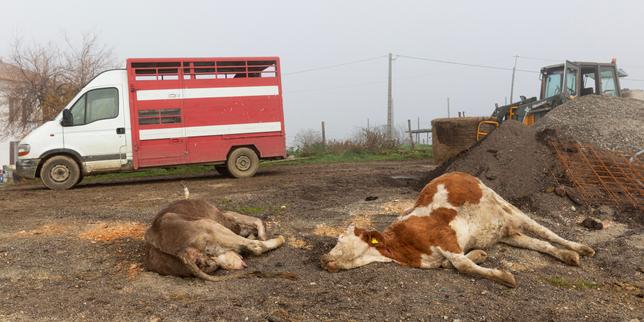 Governo francese rafforza la ricerca sulla dermatose senza modificare il protocollo di controllo