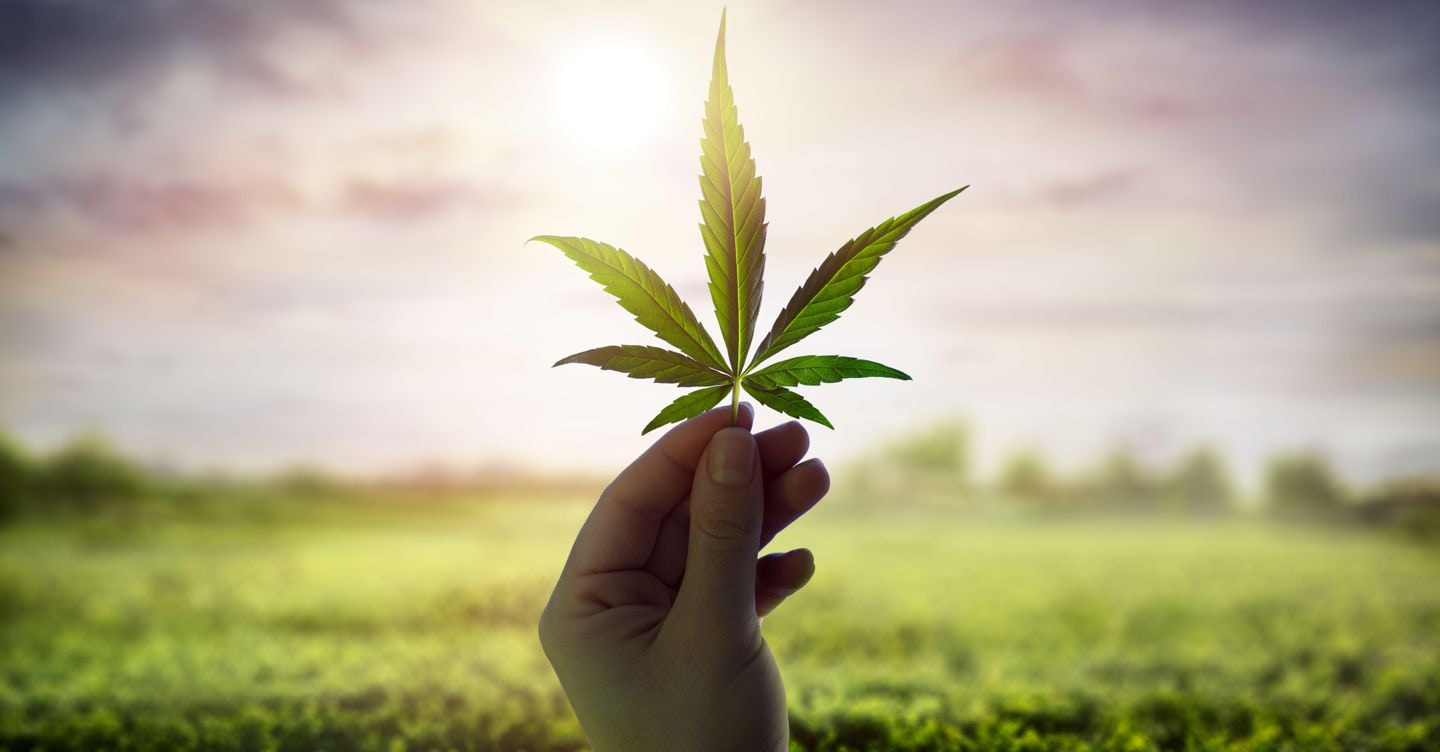 Fratelli d'Italia ritira proposta di tassazione al 40% sulla cannabis light legale