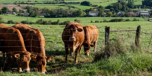 La filiera bovina francese: 14 miliardi di euro di fatturato e l’Italia la principale destinazione delle esportazioni di bovini vivi
