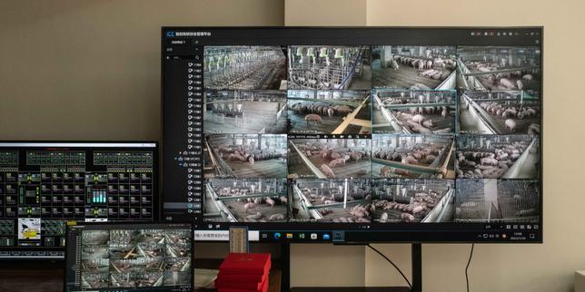 Cina: l'industrializzazione porcina minacciata dalla sovrapproduzione