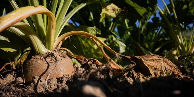Rendimento in crescita: barbabietole da zucchero senza neonicotinoidi resistono a afidi e giallatura nel 2025