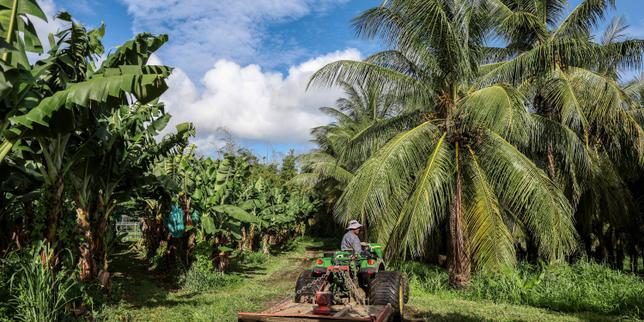 Antille: la filiera banane lotta contro il chlordécone a fronte di costi crescenti e concorrenza latina