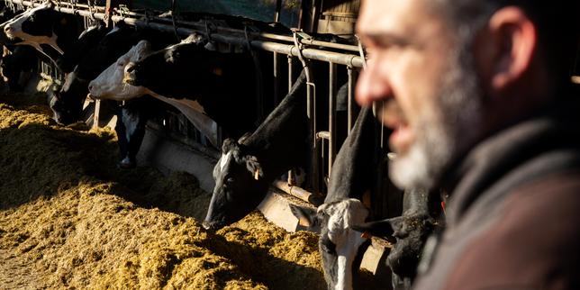 Vaccinazione di 4.000 bovini in Haute‑Garonne: veterinari al fronte contro la dermatose nodulare contagiosa