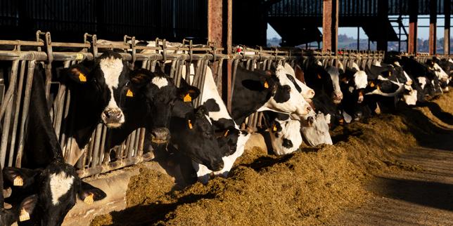 Dermatose nodulare: Italia e Spagna uniscono le forze per fermare il contagio, la Svizzera si affida alla prevenzione