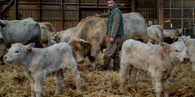 Dermatose nodulare blocca le esportazioni di broutards nell'Ain: impatti economici e finanziari