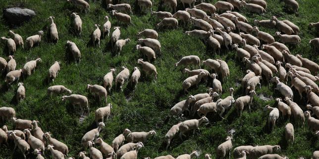 Haute-Marne: 19 pecore uccise, 5 emietate, 191 attacchi al lupo in un solo anno