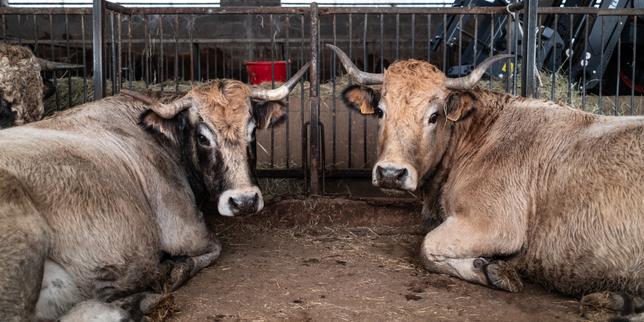 Dermatosi bovina in Aveyron: allevatori chiedono vaccini, rifiutano l'abattimento