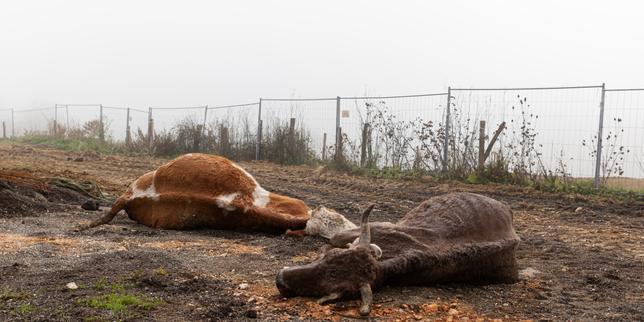 Tre mucche morte a Benque: sospetta dermatosi nodulare e rischio di macellazioni