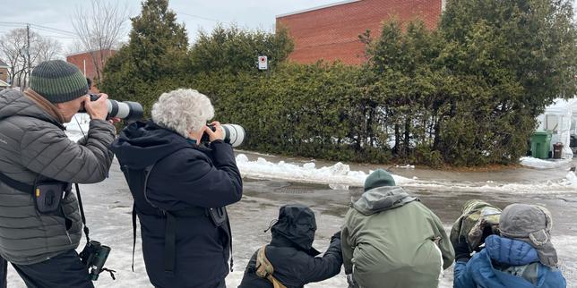 Rossicorno europeo in arrivo a Montréal: un incontro inaspettato oltre l'Atlantico