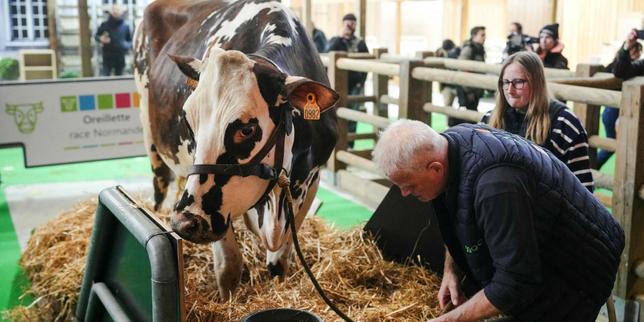 Salone di Parigi: nessun bovino a causa della dermatose nodulare, prima volta in 60 anni