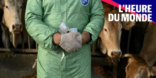 Dermatose nodulare: la frustrazione dei contadini francesi e la richiesta di intervento dello Stato