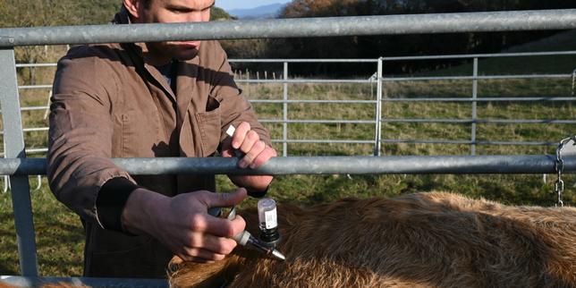 Spagna riapre i confini ai bovini francesi vaccinati per contrastare la dermatose nodulare contagiosa