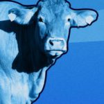 Allevamento: un asset strategico per la resilienza del suolo e la sicurezza alimentare