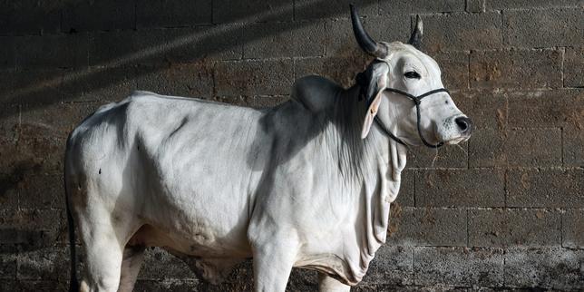 Salone Agricolo: le Vache Escluse per la Dermatosi Nodulare Contagiosa