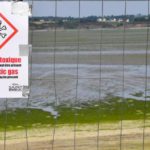 Rennes ricomincia il caso Morfoisse: morte per esposizione a alghe verdi ricontrollata dalla corte d’appello