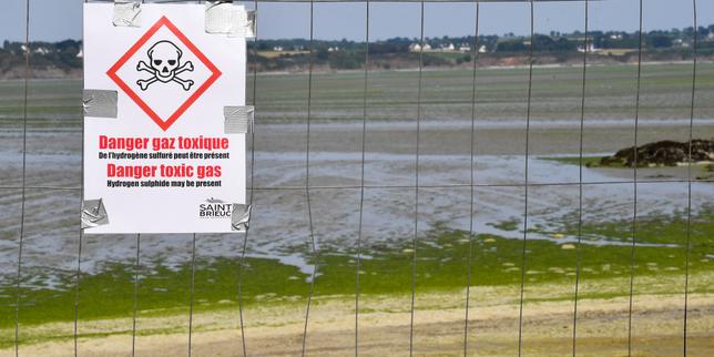 Rennes ricomincia il caso Morfoisse: morte per esposizione a alghe verdi ricontrollata dalla corte d’appello