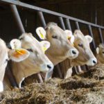 UE approva clausole di salvaguardia per l’agricoltura in vista dell’accordo con il Mercosur