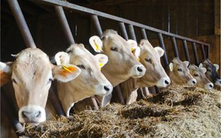 UE approva clausole di salvaguardia per l’agricoltura in vista dell’accordo con il Mercosur