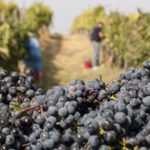 Coldiretti investe 14,5 miliardi per difendere il vino italiano e la filiera.