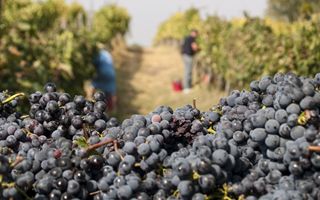 Coldiretti investe 14,5 miliardi per difendere il vino italiano e la filiera.