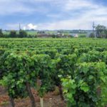 WinePrime: la nuova fiera internazionale dedicata al vino di alta gamma