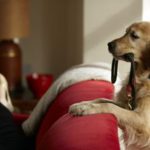 Inflazione 2025: i costi di cura degli animali domestici aumentano in Italia