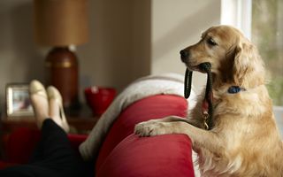 Inflazione 2025: i costi di cura degli animali domestici aumentano in Italia