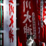 Giappone registra surplus delle partite correnti a dicembre 2025: impatti e prospettive