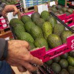 Avocado in Europa: aumento del 16% nel 2025 con la Germania in testa