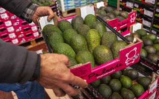 Avocado in Europa: aumento del 16% nel 2025 con la Germania in testa