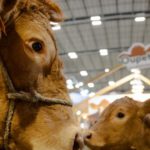 La Ceneca e il Salone internazionale dell'agricoltura: proprietà, presidenza e date dell'evento