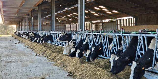 140 bovini uccisi in Orne: la tubercolosi mette a rischio la filiera del latte crudo