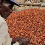 Cacao a metà prezzo: 6.000 USD/tonnellata, impatti sul mercato globale