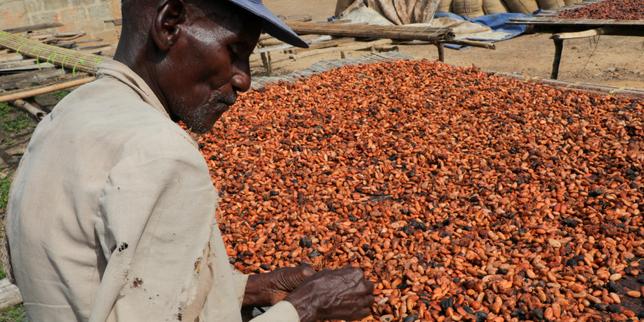 Cacao a metà prezzo: 6.000 USD/tonnellata, impatti sul mercato globale