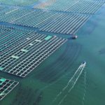 Le imprese rischiano l'estinzione se continuano a distruggere la natura, avverte l'IPBES