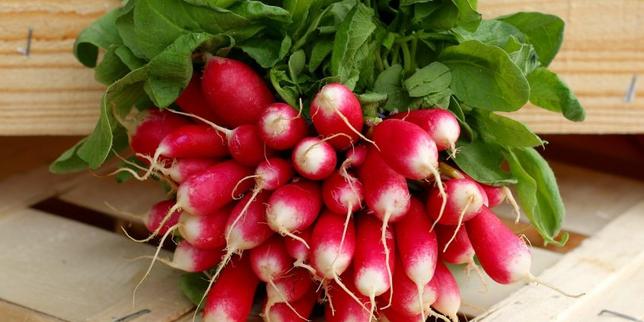 « L’histoire d’amour entre les Français et le radis rose est exclusive. Combien de temps durera encore cette spécificité ? »